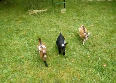 Η Μπάτερμιλκ θέλει να… παίξει