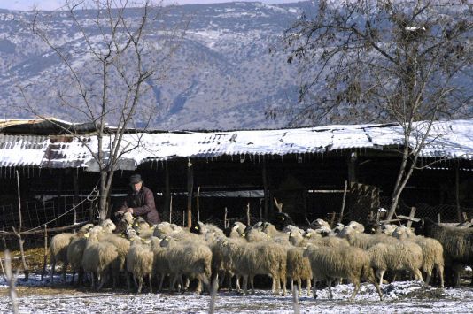 Έκλεψαν 170 πρόβατα!