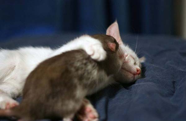 Οι πιο παράξενες φιλίες μεταξύ ζώων