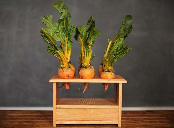 Τα λαχανικά που παίζουν… μουσική