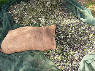 Ληστείες της κρίσης : Κλέβουν ελαιόδεντρα και καρπούς