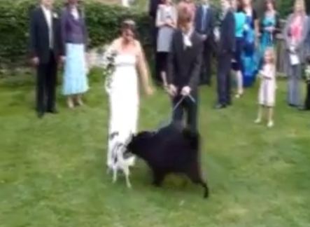 ΒΙΝΤΕΟ: Ατυχήματα και απρόοπτα σε γάμους