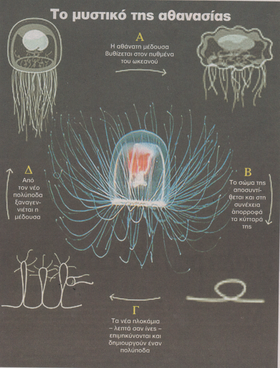 Η μέδουσα που δεν πεθαίνει