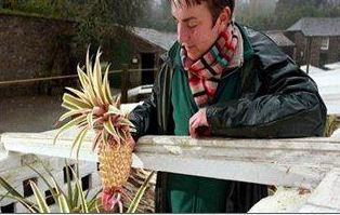 Το ακριβότερο φρούτο του κόσμου