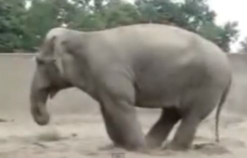 ΒΙΝΤΕΟ:Όταν τα ζώα γίνονται…κωμικοί