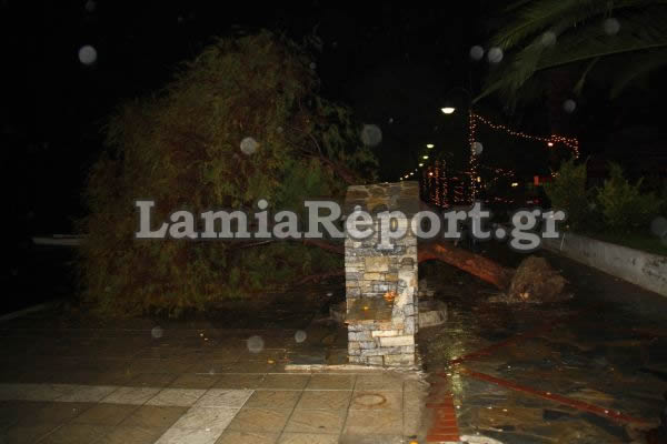 Φωτό-Ο αέρας ξερίζωσε δέντρα