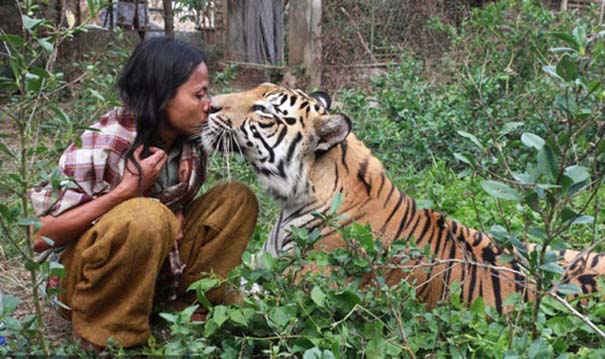 Παίζει με μία τίγρη της Βεγγάλης