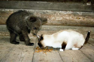 Έκαναν το αρκουδάκι κατοικίδιο!