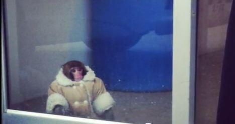 Πίθηκος βολτάρει με παλτό