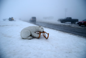 Η αρκούδα που αναστάτωσε
