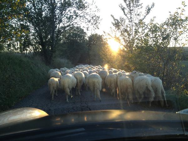 Τα πρόβατα…φρέναραν τον Ρόσι