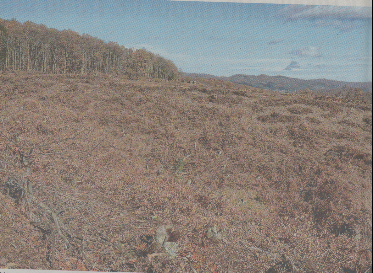 Ξεριζώνουν δάσος 4.000 στρεμμάτων στις Σκουριές