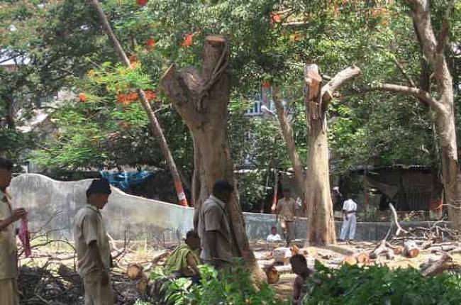Τον απάτησε η γυναίκα του και ζει σε ένα δέντρο!