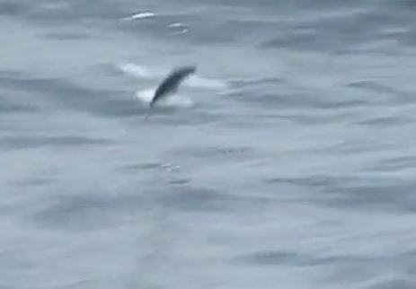 Βίντεο-Κι όμως…το ψάρι πετάει!