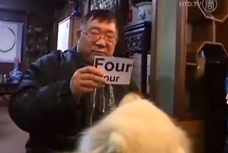 ΒΙΝΤΕΟ: Σκύλος άσος στα …μαθηματικά!