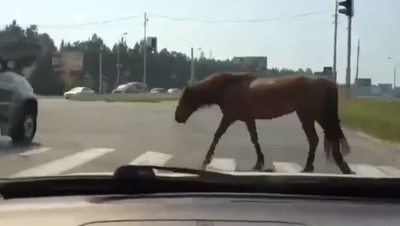 BINTEO-Τι μπορεί να συμβεί όταν οδηγείτε