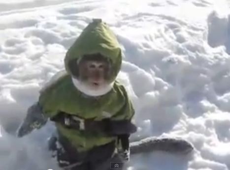 Η μαϊμού που ξετρελαίνει το διαδίκτυο