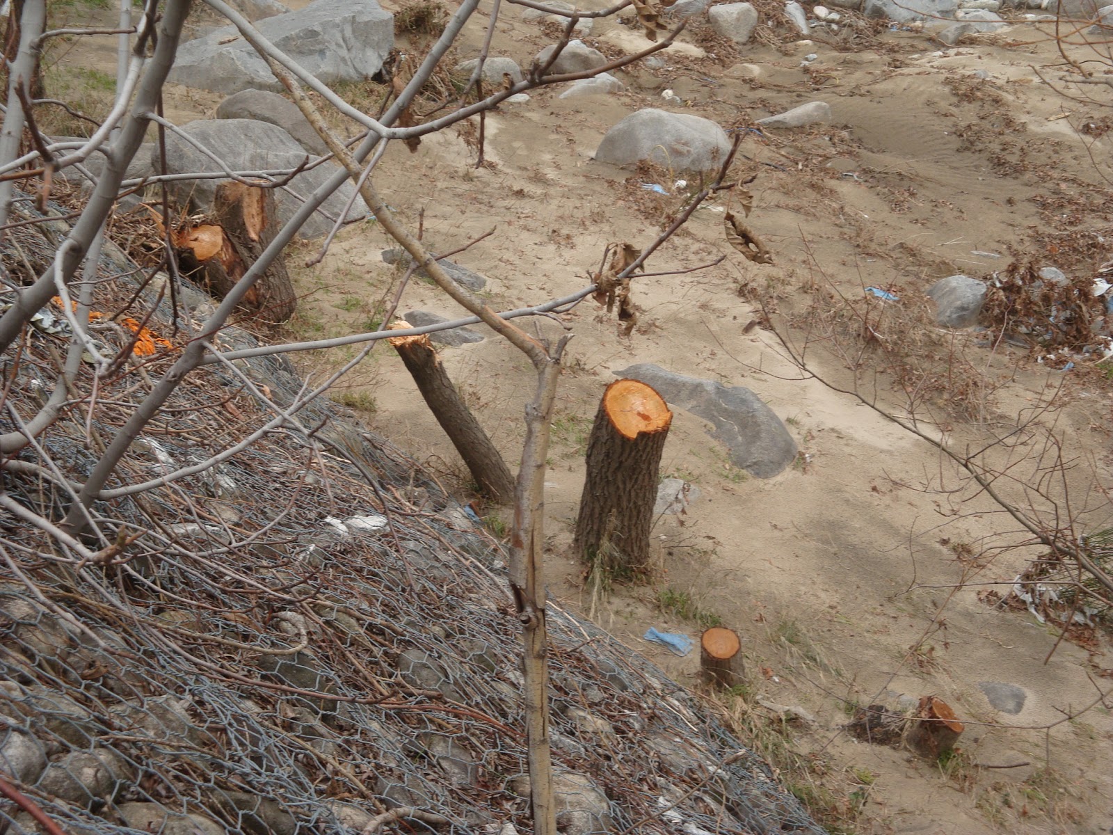 Αποψίλωση δασών στην Ξάνθη