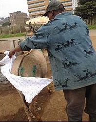 Φόρεσαν στα γαϊδουράκια …πάνες!