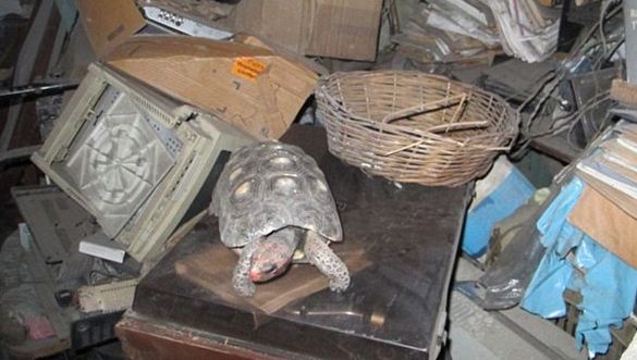 Βρήκαν τη χελώνα τους, 30 χρόνια μετά