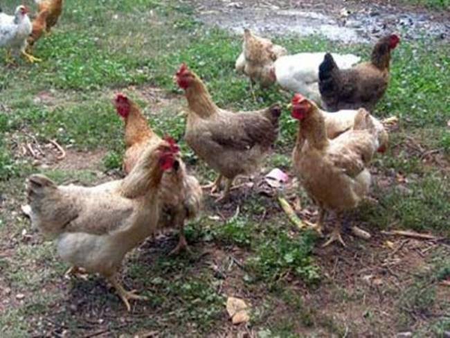 Hi tech κοτέτσι στην Ηλεία