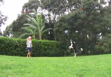 ΒΙΝΤΕΟ-Ο σκύλος που παίζει… βόλεϊ!