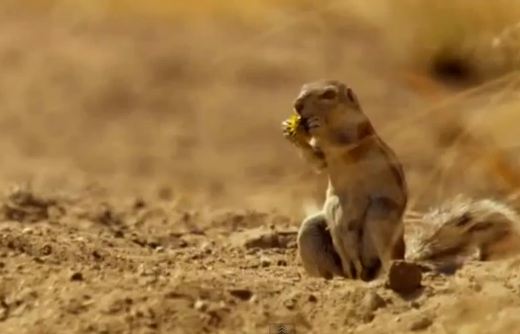 ΒΙΝΤΕΟ: Όταν ο σκίουρος…αντίκρισε τη λεοπάρδαλη!