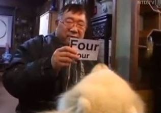 ΒΙΝΤΕΟ-Σκύλος διάνοια στα μαθηματικά