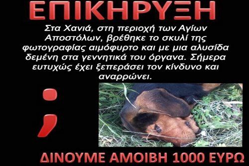 Τον επικήρυξαν για την κακοποίηση σκύλου