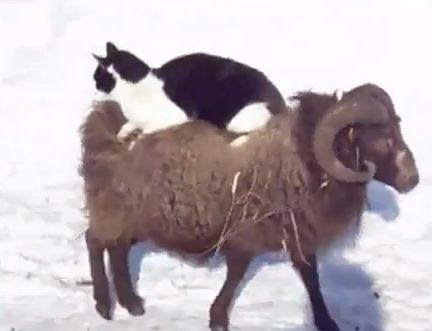 ΒΙΝΤΕΟ-Κριάρι κάνει το…ταξί σε γάτα