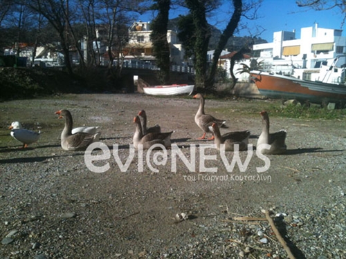 Το χωριό γέμισε παπάκια