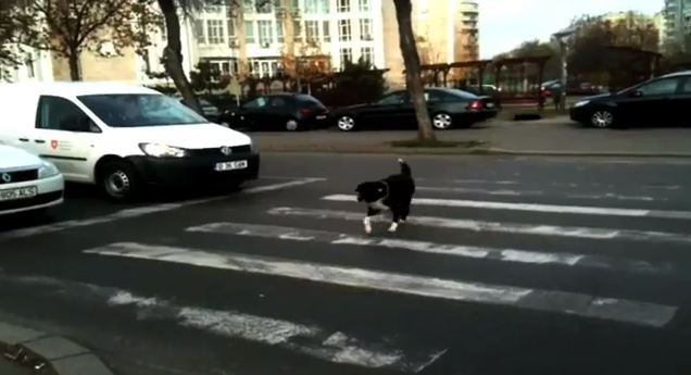 Τα αδέσποτα μας «μαθαίνουν» να… περπατάμε