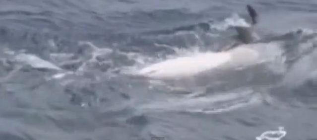 Δελφίνια με “αλτρουιστικά” ένστικτα