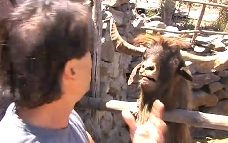 ΒΙΝΤΕΟ-Συνέντευξη με έναν οργισμένο τράγο