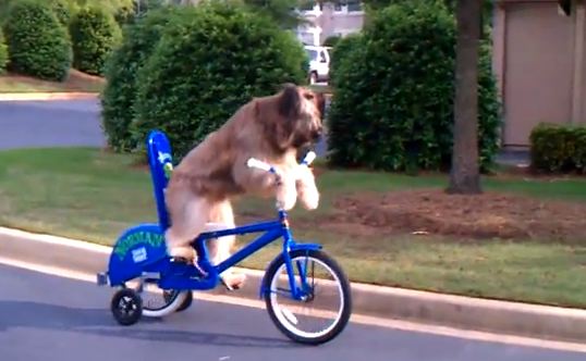 ΒΙΝΤΕΟ-Ο σκύλος που κάνει …ορθοπεταλιές!