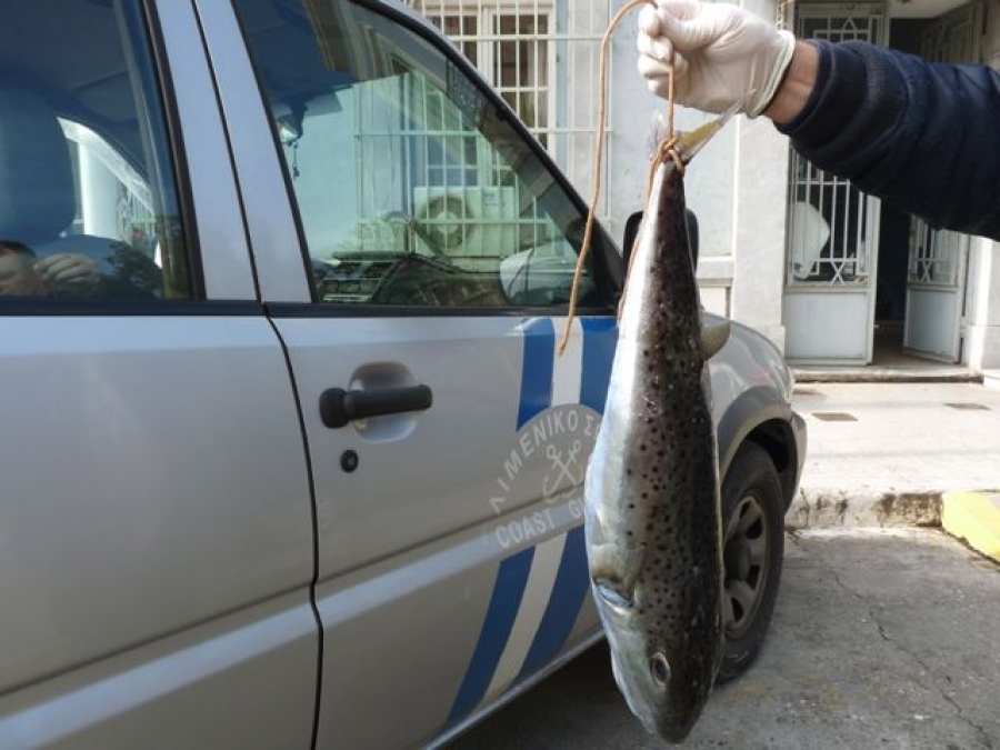 Τα δίχτυα γέμισαν λαγοκέφαλους