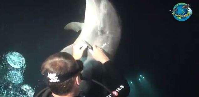 Δελφίνι ζητά βοήθεια από δύτες