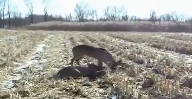BINTEO-Ελευθέρωσε ελάφια…πυροβολώντας