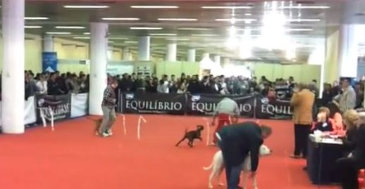 ΒΙΝΤΕΟ-“Καλλιστεία” σκύλων στη Θεσσαλονίκη