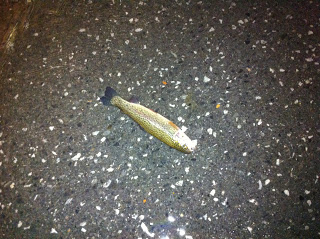 Έβρεξε… ψάρια