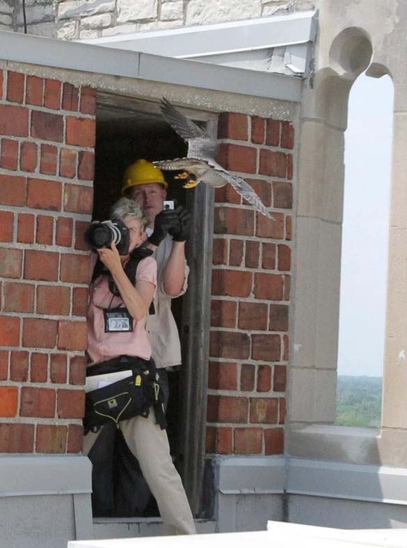 ΒΙΝΤΕΟ-Η επίθεση της γερακίνας