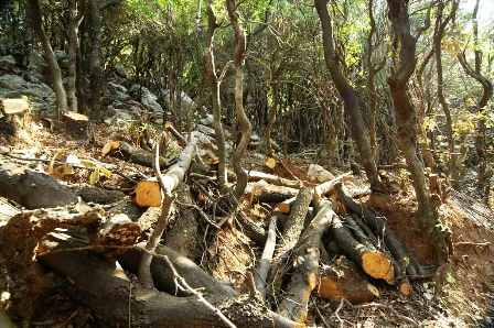 Τρίκαλα: Περιπολίες για τη λαθροϋλοτομία