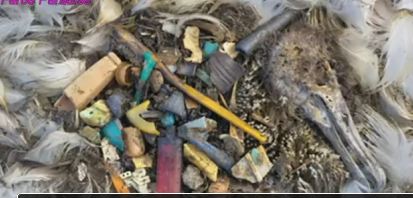 ΒΙΝΤΕΟ – Πουλιά πεθαίνουν με φρικτό τρόπο