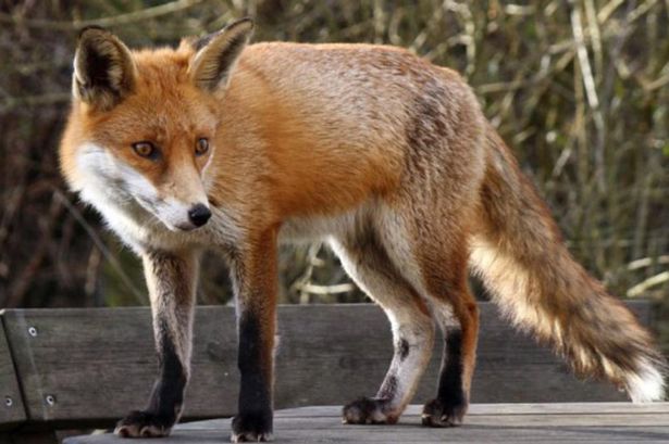 Αγγλία:Αλεπού επιτέθηκε σε μωρό