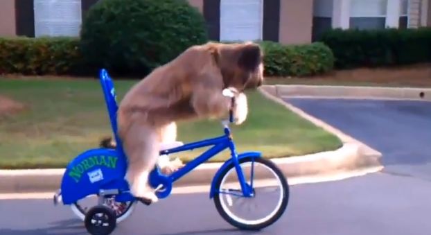 Νόρμαν, ο σκύλος με το ποδήλατο