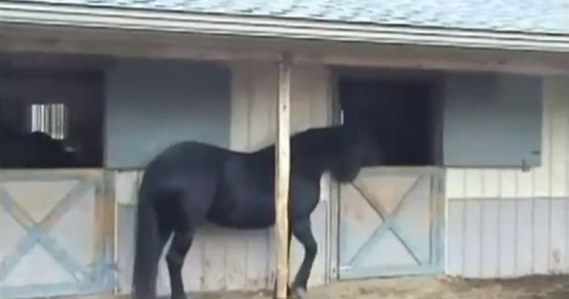 ΒΙΝΤΕΟ: Ένα άλογο… πορτιέρης