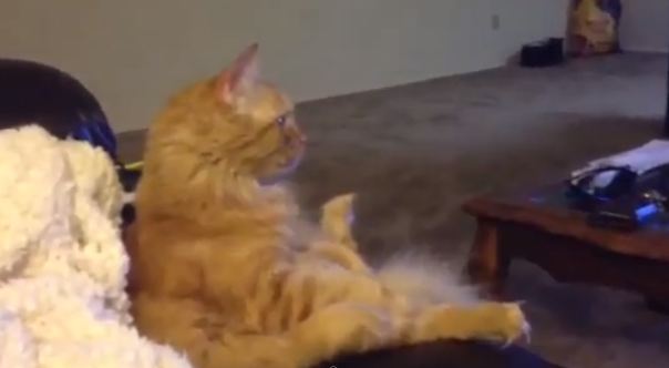 ΒΙΝΤΕΟ- Γάτος βλέπει… χόκεϊ