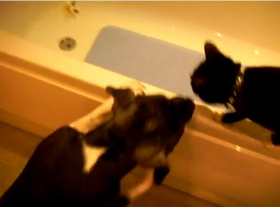 Σκύλος έκανε μπάνιο στη… γάτα
