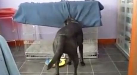 ΒΙΝΤΕΟ-Όταν ο σκύλος …κρυώνει!