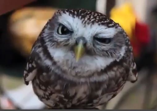 Βίντεο-Οι πιο χαριτωμένες… “φάτσες”